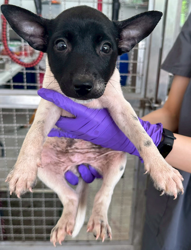 花蓮縣狗貓躍動園區,編號:420035, 混種犬          