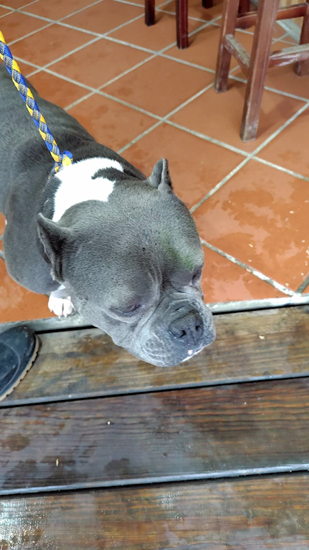 新北市新店區公立動物之家,編號:431468, 美國惡霸犬