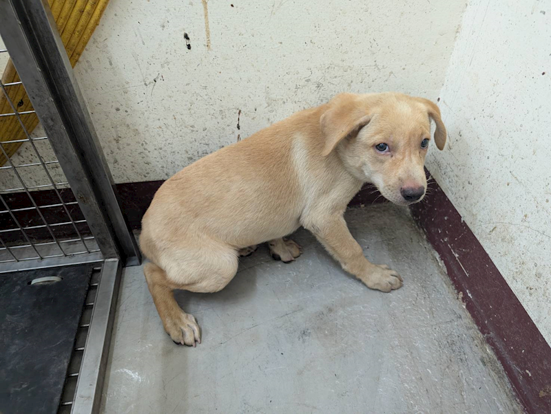 高雄市燕巢動物保護關愛園區,編號:431467, 混種犬          