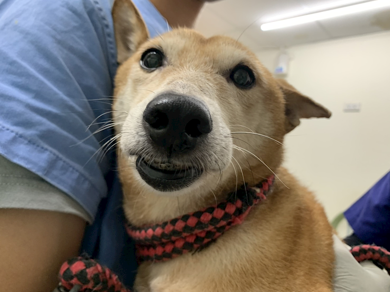 臺北市動物之家,編號:431449, 混種犬          