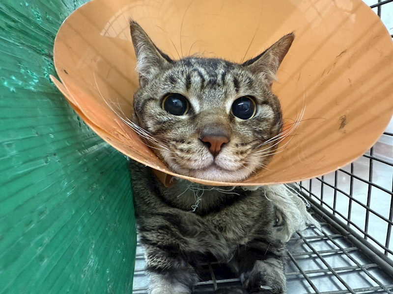 臺北市動物之家,編號:424556, 混種貓                 