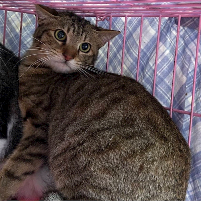 臺北市動物之家,編號:395891, 混種貓                 