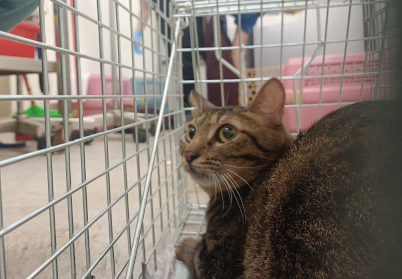 臺北市動物之家,編號:355040, 混種貓                 