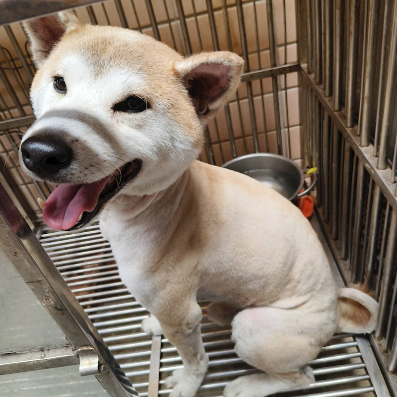 新北市淡水區公立動物之家,編號:423424, 柴犬                  