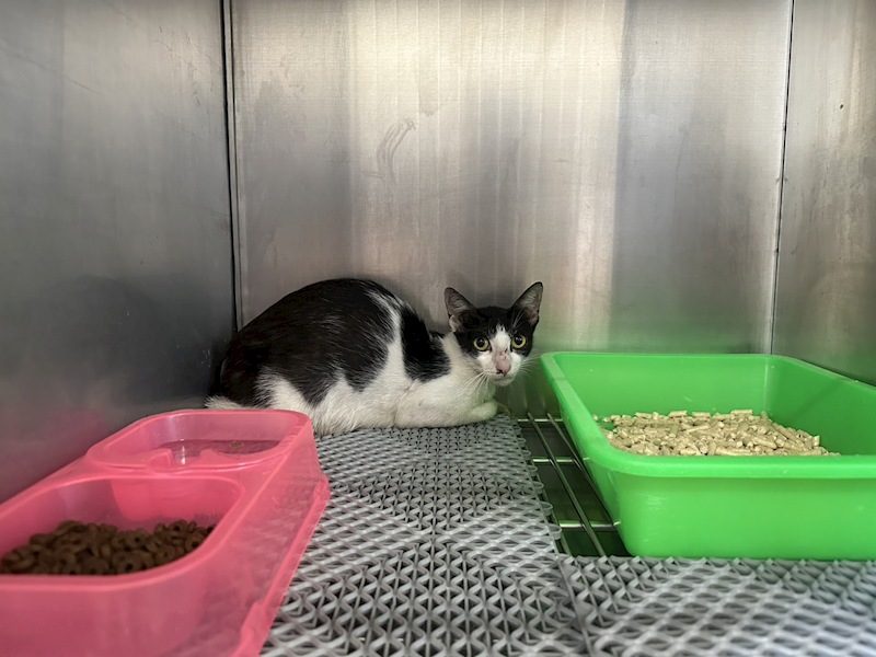 桃園市動物保護教育園區,編號:417571, 混種貓                 