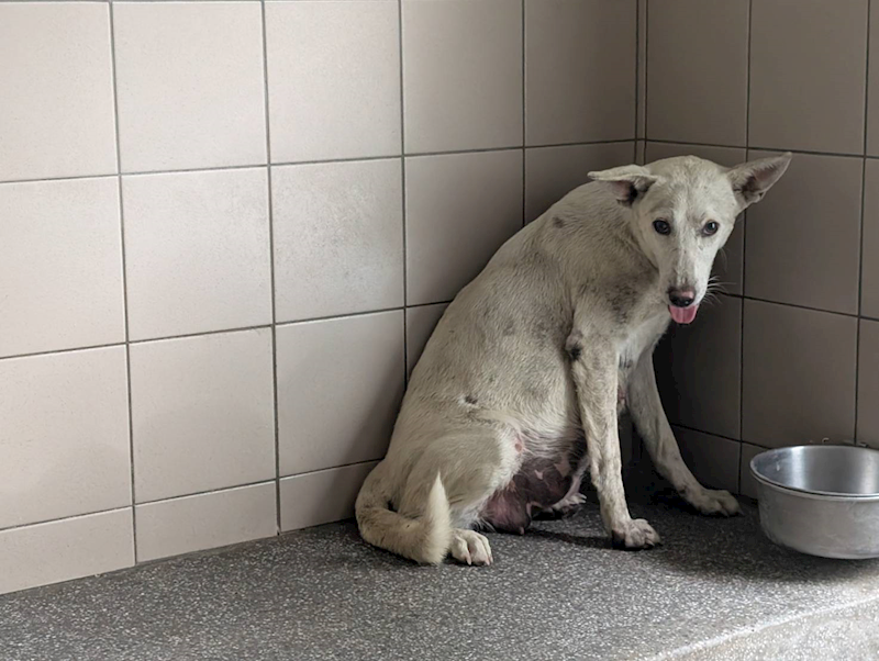 高雄市燕巢動物保護關愛園區,編號:422003, 混種犬          