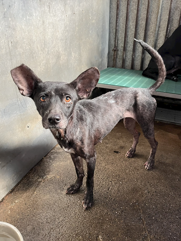 彰化縣流浪狗中途之家,編號:426815, 混種犬          