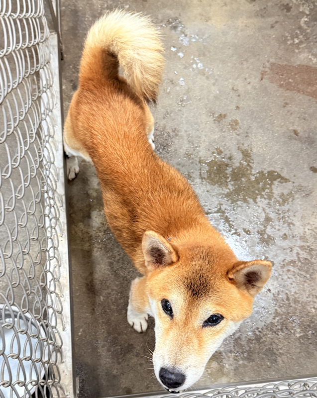 臺東縣動物收容中心,編號:430052, 柴犬                  