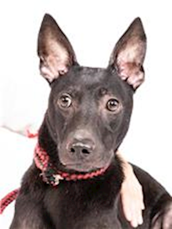 臺北市動物之家,編號:108983, 混種犬          