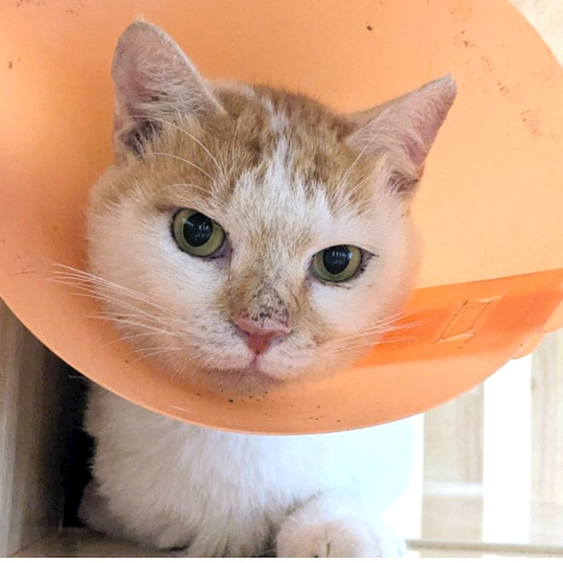 新竹縣動物保護教育園區,編號:430526, 混種貓                 