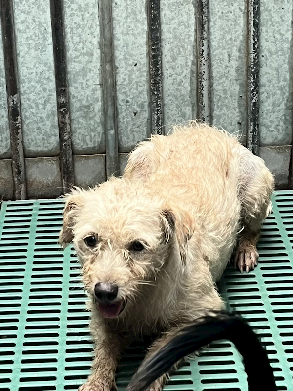 彰化縣流浪狗中途之家,編號:427210, 混種犬          