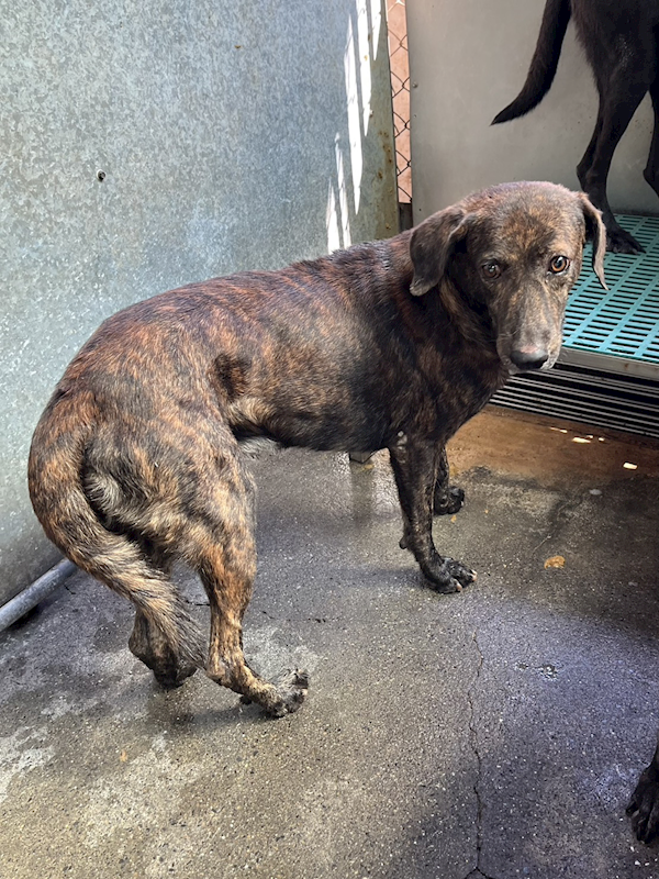 彰化縣流浪狗中途之家,編號:418487, 混種犬          