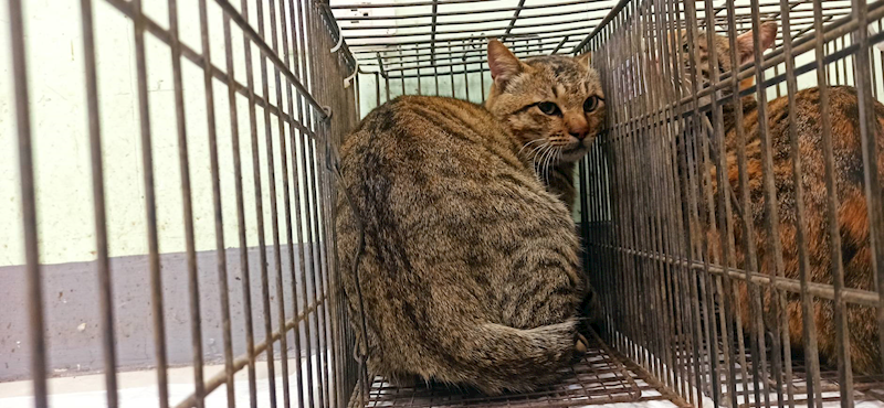 金門縣動物收容中心,編號:431700, 混種貓                 