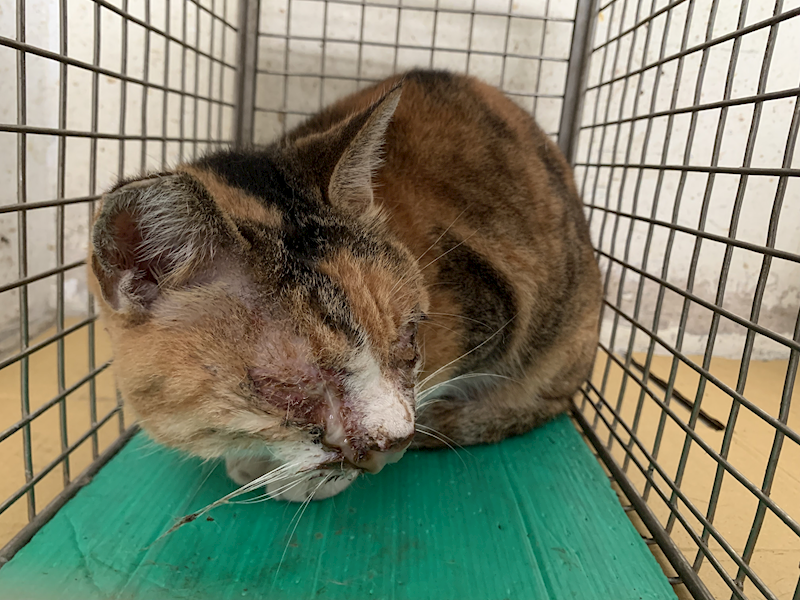 臺北市動物之家,編號:431687, 混種貓                 