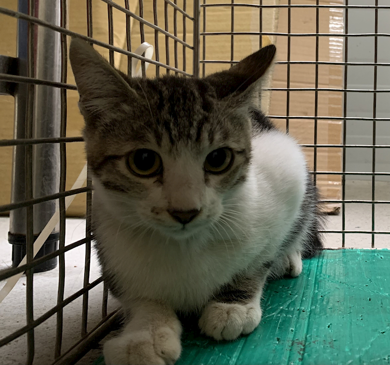 臺北市動物之家,編號:431692, 混種貓                 