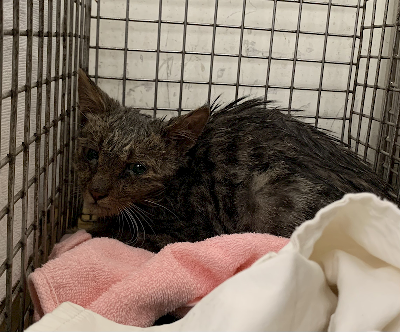 臺北市動物之家,編號:431690, 混種貓                 