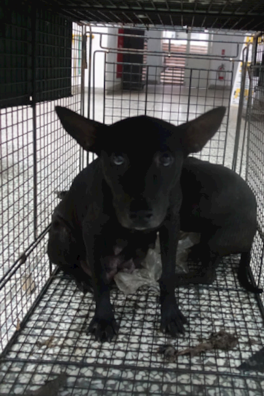 宜蘭縣流浪動物中途之家,編號:431647, 混種貓                 