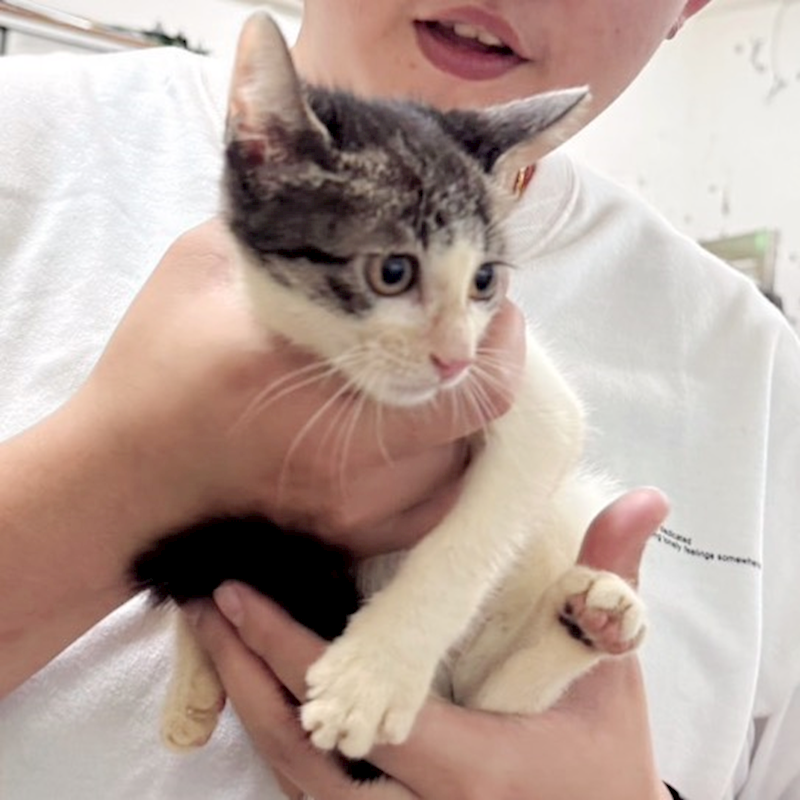 新北市新店區公立動物之家,編號:431621, 混種貓                 