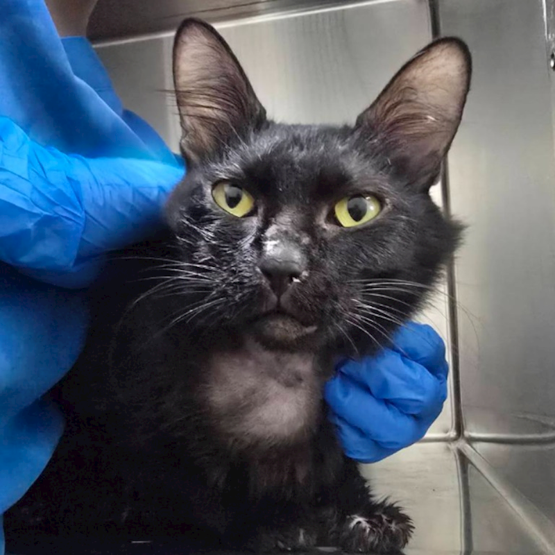 臺北市動物之家,編號:421026, 混種貓                 