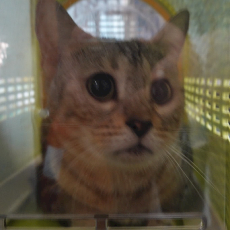 臺南市動物之家灣裡站,編號:414912, 孟加拉豹貓