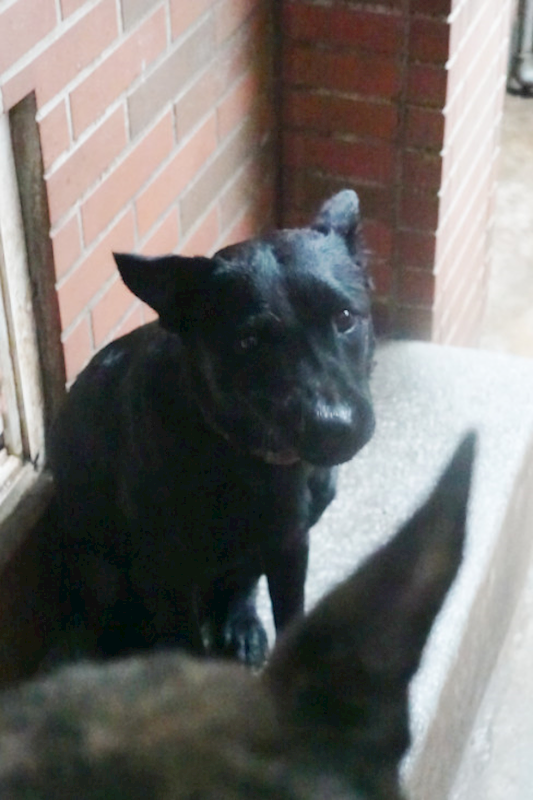 宜蘭縣流浪動物中途之家,編號:431570, 混種犬          