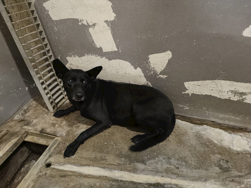 新竹市動物保護教育園區,編號:431778, 混種犬          