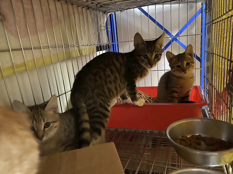 新北市板橋區公立動物之家,編號:431410, 混種貓                 