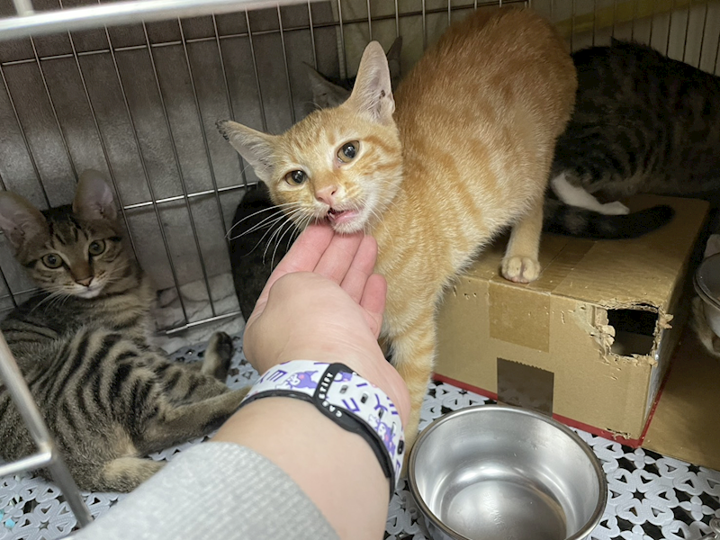 新北市板橋區公立動物之家,編號:431411, 混種貓                 