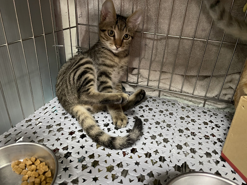 新北市板橋區公立動物之家,編號:431412, 混種貓                 