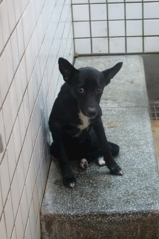 宜蘭縣流浪動物中途之家,編號:431777, 混種犬          