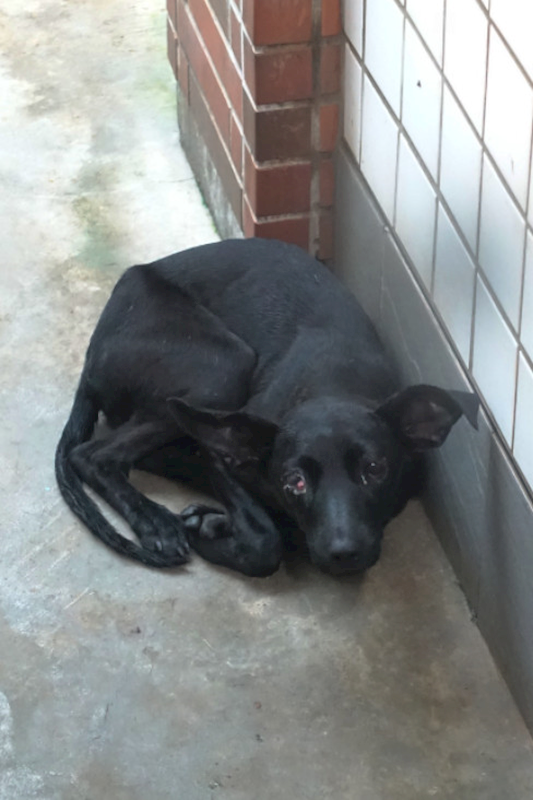 宜蘭縣流浪動物中途之家,編號:431776, 混種犬          