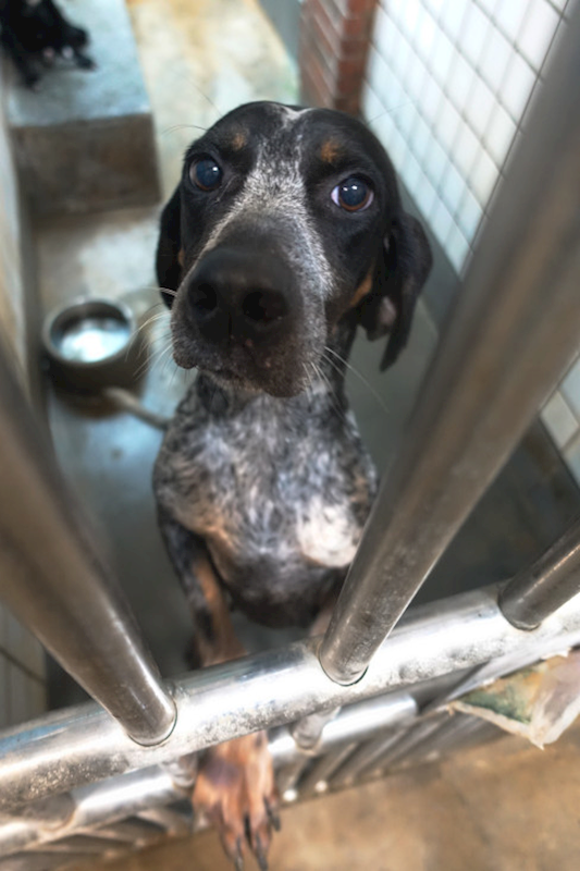 宜蘭縣流浪動物中途之家,編號:431775, 混種犬          