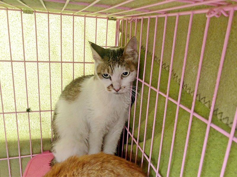 臺北市動物之家,編號:300011, 混種貓                 