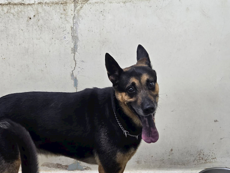 臺北市動物之家,編號:405979, 混種犬          