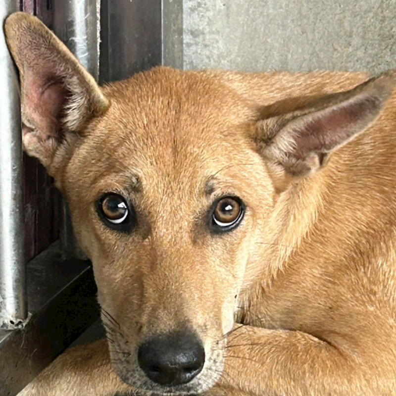 澎湖縣流浪動物收容中心,編號:431791, 混種犬          