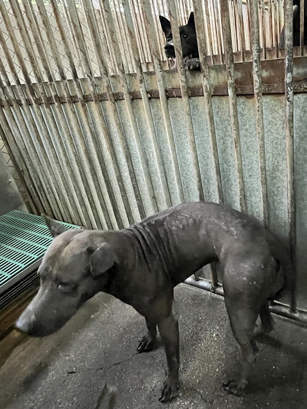 彰化縣流浪狗中途之家,編號:427516, 混種犬          