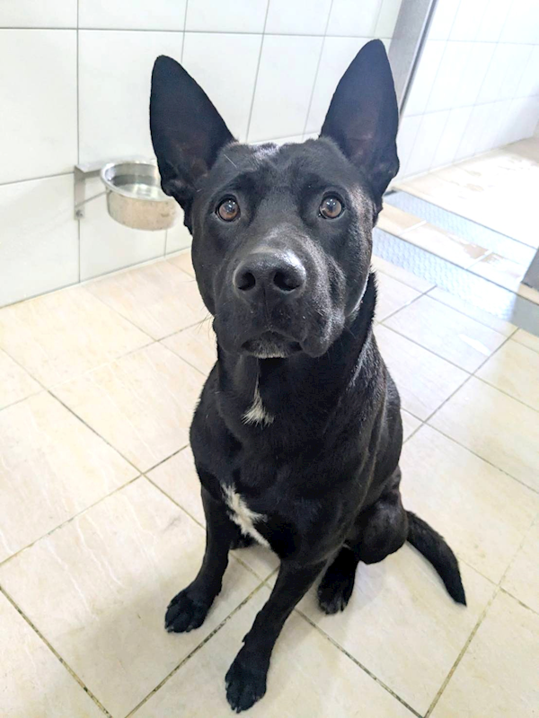 新竹縣動物保護教育園區,編號:431871, 混種犬          