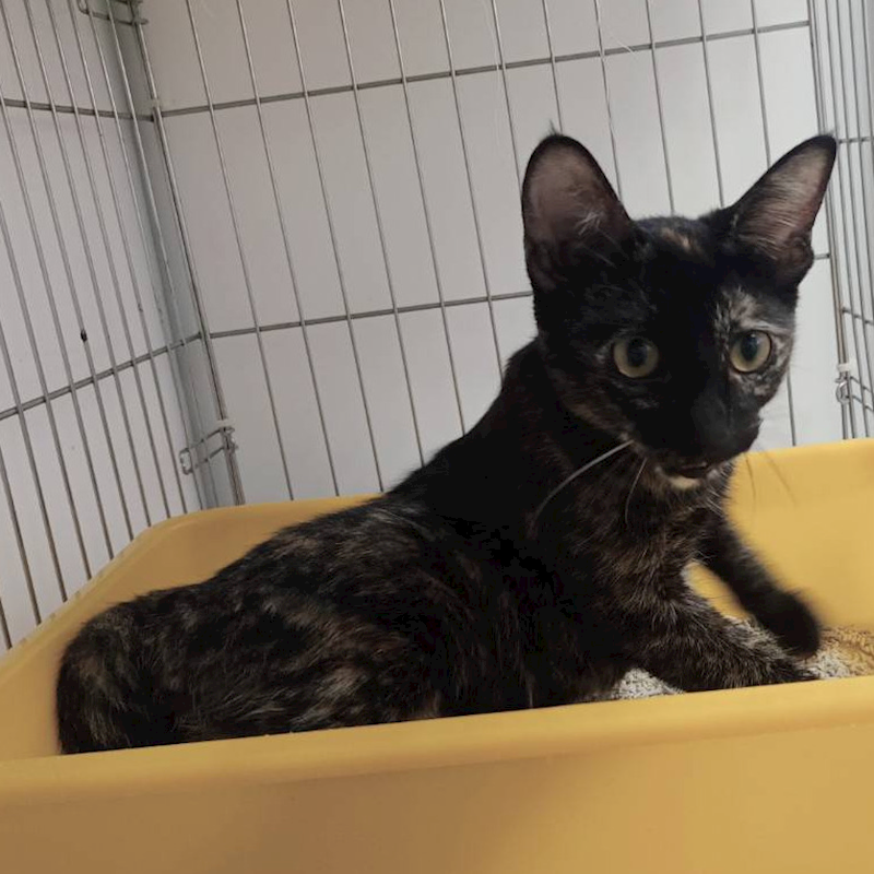 新北市板橋區公立動物之家,編號:420554, 混種貓                 