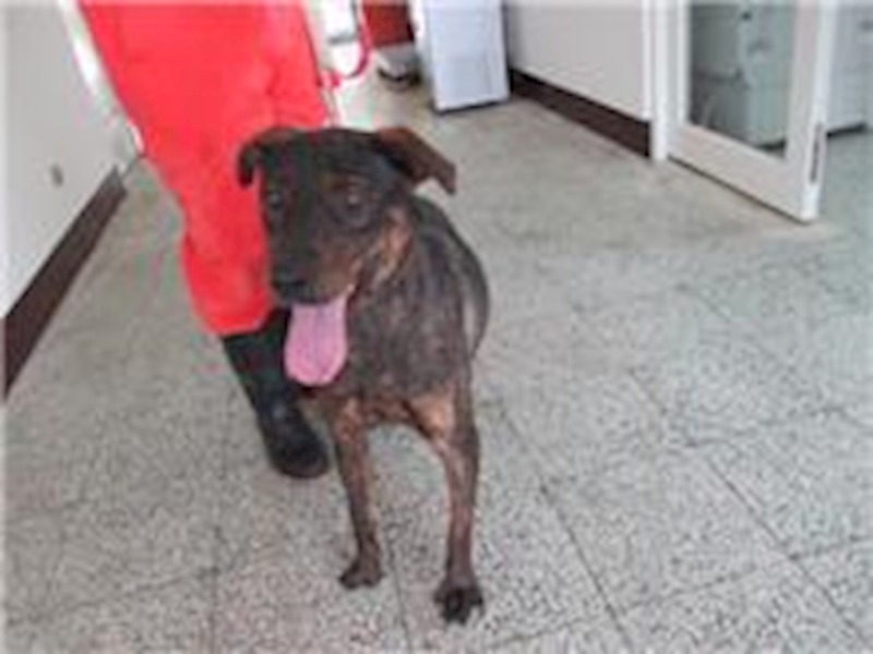 桃園市動物保護教育園區,編號:71366, 混種犬          