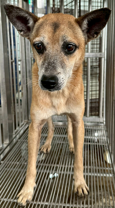 花蓮縣狗貓躍動園區,編號:430556, 混種犬          