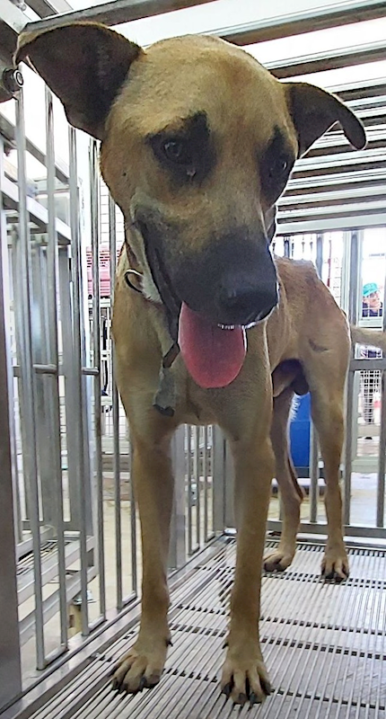 花蓮縣狗貓躍動園區,編號:425116, 混種犬          