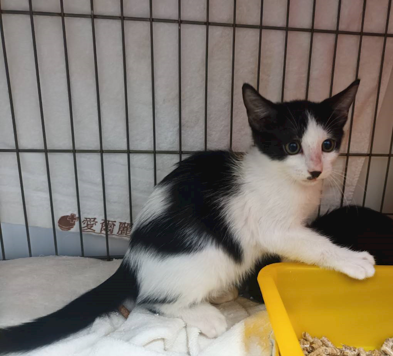 新北市板橋區公立動物之家,編號:431855, 混種貓                 