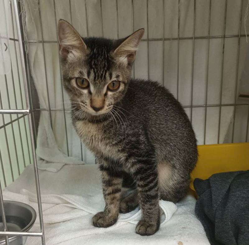 新北市板橋區公立動物之家,編號:431857, 混種貓                 