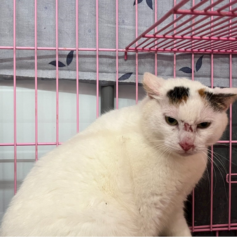 臺北市動物之家,編號:349793, 混種貓                 