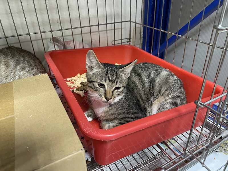 新北市板橋區公立動物之家,編號:431417, 混種貓                 