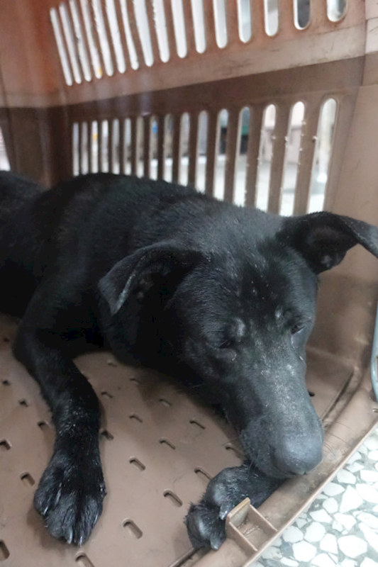 宜蘭縣流浪動物中途之家,編號:431839, 混種犬          