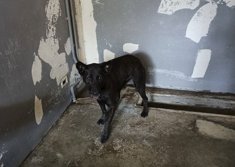 新竹市動物保護教育園區,編號:431779, 混種犬          