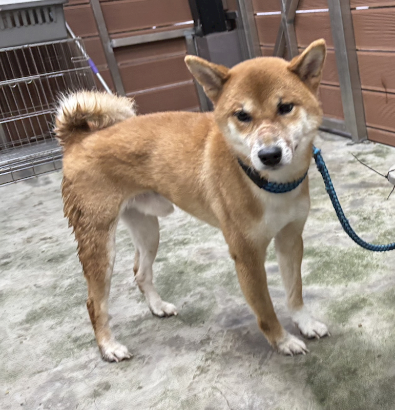 新北市五股區公立動物之家,編號:431737, 柴犬                  