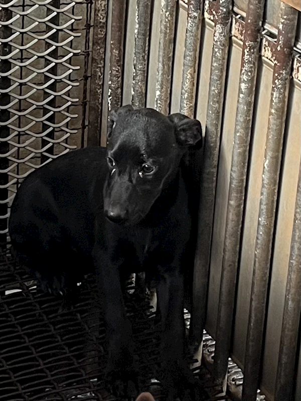 彰化縣流浪狗中途之家,編號:429672, 混種犬          