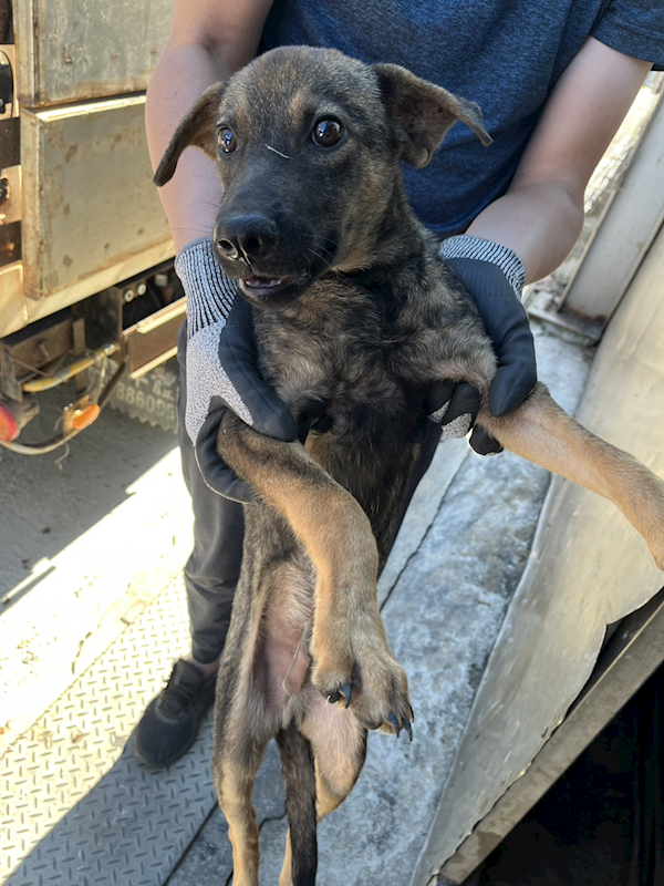 彰化縣流浪狗中途之家,編號:429474, 混種犬          